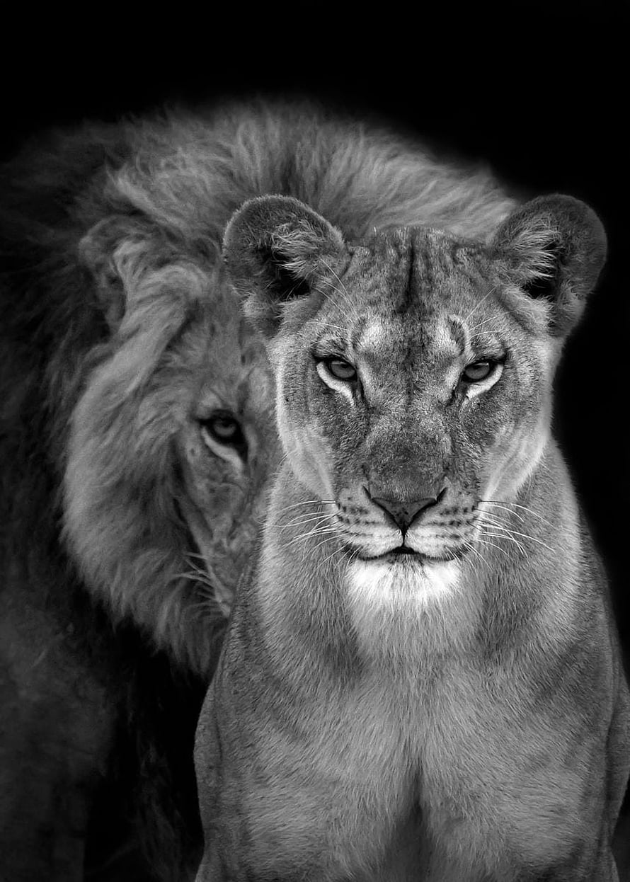 Black and white portrait of a lioness and male lion against a dark background HD phone wallpaper