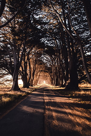 Dark Hedges Tree Tunnel Road at Sunset with Golden Light and Shadows HD phone wallpaper