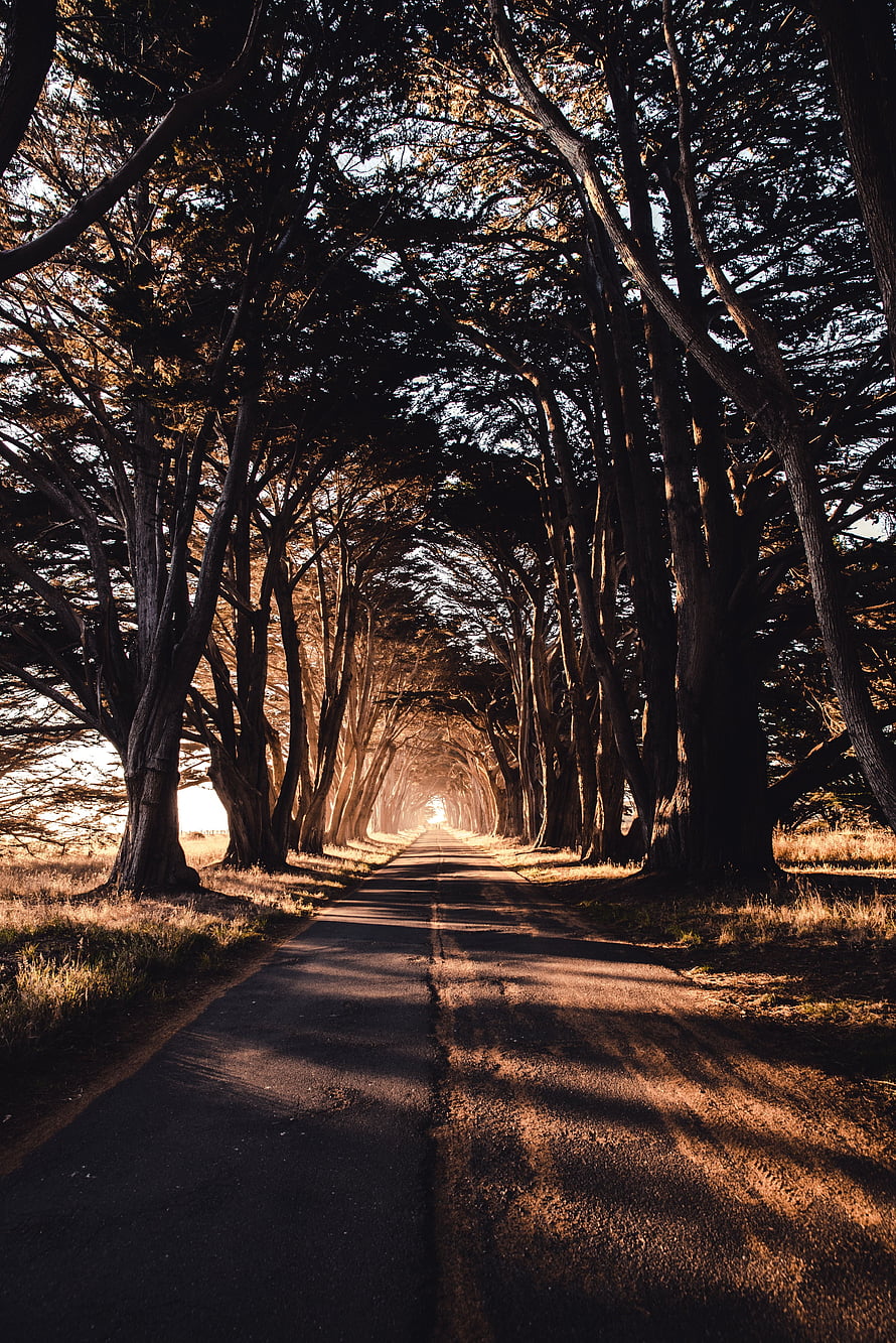 Dark Hedges Tree Tunnel Road at Sunset with Golden Light and Shadows HD phone wallpaper