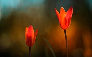 Two Vibrant Red Tulips Backlit by Warm Golden Light Against a Soft Blurred Background HD wallpaper