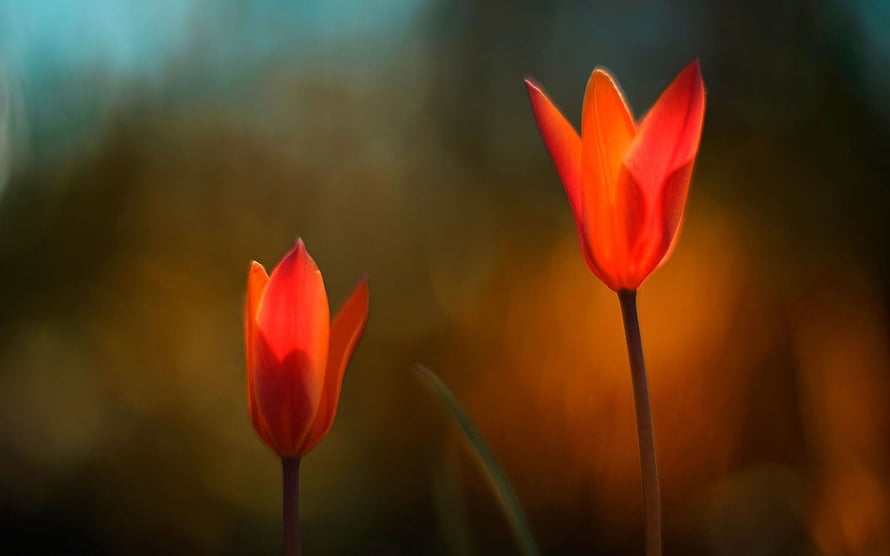 Two Vibrant Red Tulips Backlit by Warm Golden Light Against a Soft Blurred Background HD wallpaper