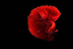 Vibrant Red Betta Fish with Flowing Fins Against a Black Background HD wallpaper
