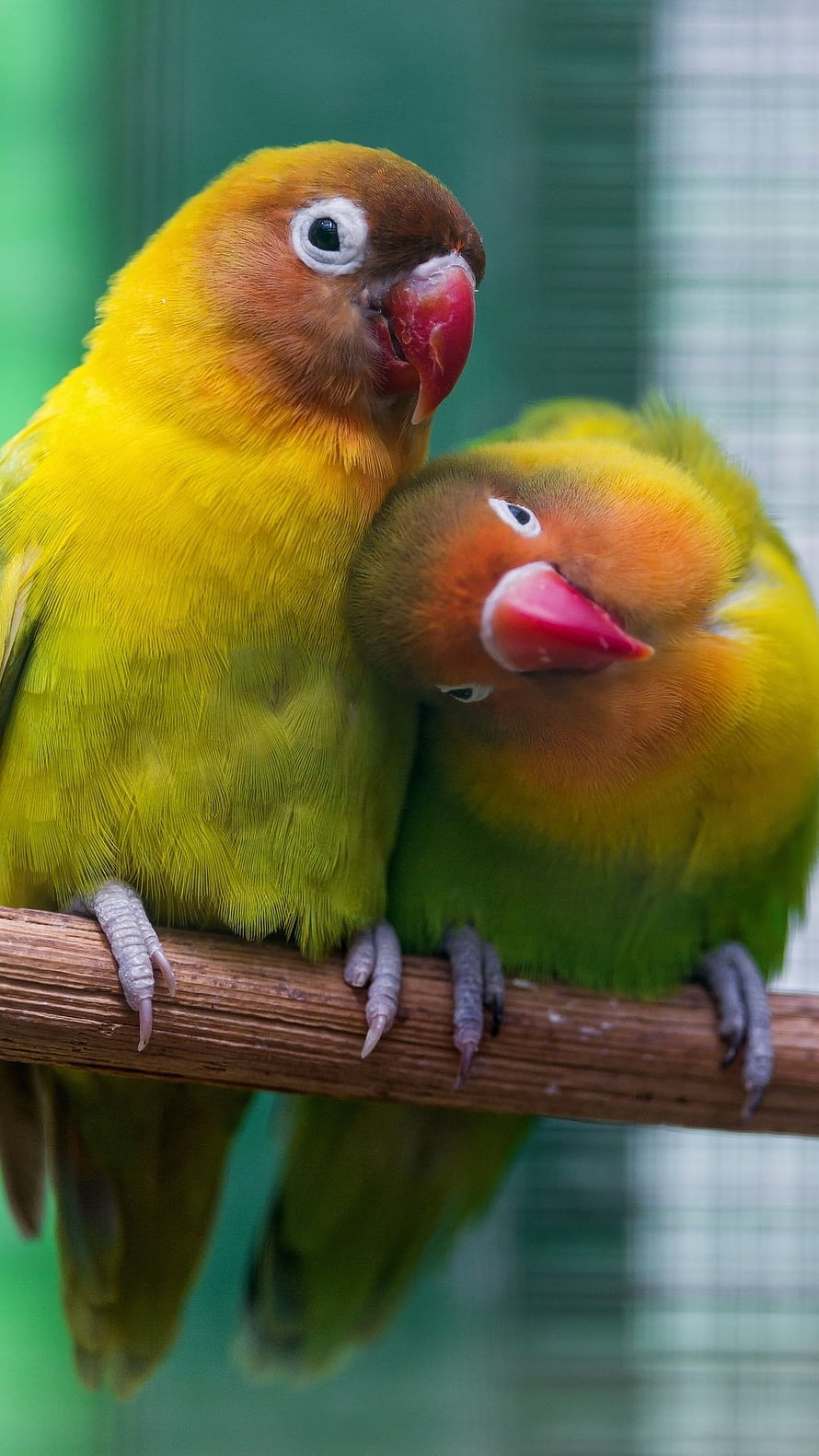 Two Yellow Lovebirds Snuggling Together on a Wooden Perch HD phone wallpaper