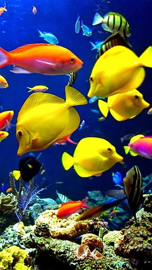 Vibrant School of Yellow Tangs and Orange Fish Swimming in a Deep Blue Coral Reef Aquarium HD phone wallpaper