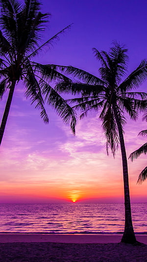 Tropical Beach Sunset with Silhouetted Palm Trees and Vibrant Purple Sky HD phone wallpaper