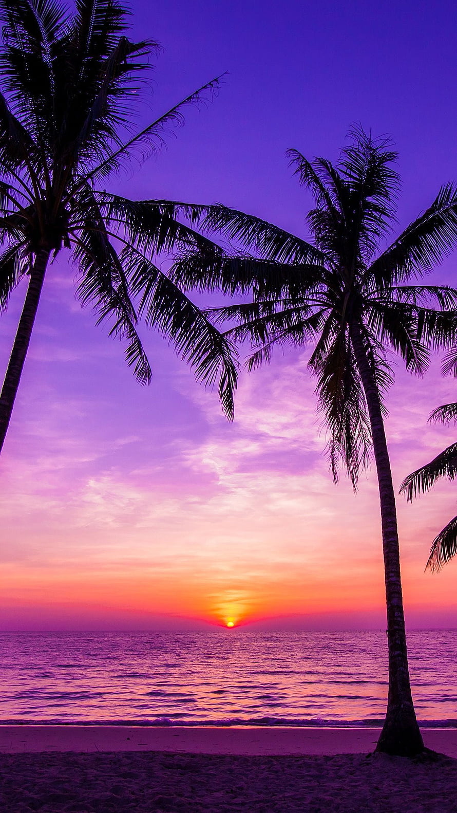 Tropical Beach Sunset with Silhouetted Palm Trees and Vibrant Purple Sky HD phone wallpaper