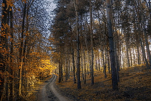 Sunlit Dirt Road Winding Through Golden Autumn Forest HD wallpaper