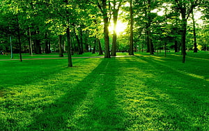 Sunlight streaming through green trees in a peaceful park with long shadows on the grass HD wallpaper