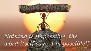 Motivational Ant Carrying Twig at Sunset with Inspirational Quote HD wallpaper
