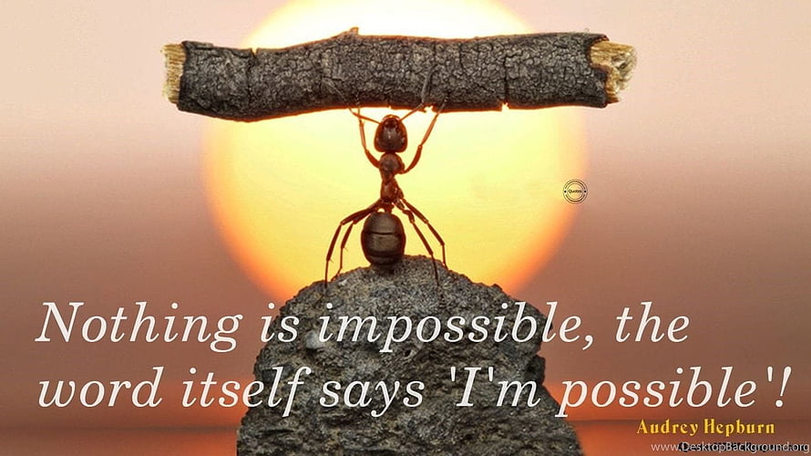 Motivational Ant Carrying Twig at Sunset with Inspirational Quote HD wallpaper