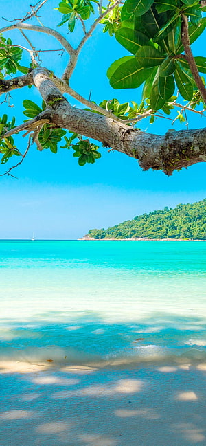 Tropical Beach Scene With Overhanging Tree Branch And Turquoise Water HD phone wallpaper