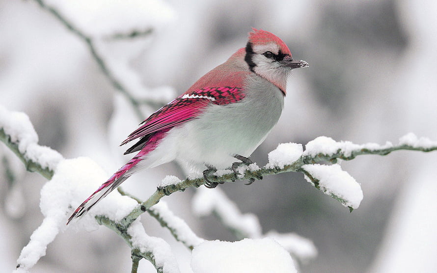 Vibrant Pink and Grey Bird Perched on Snow-Laden Branch in Winter Landscape HD wallpaper