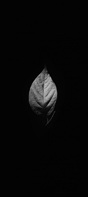 Minimalist Black and White Leaf Photography on Dark Background HD phone wallpaper