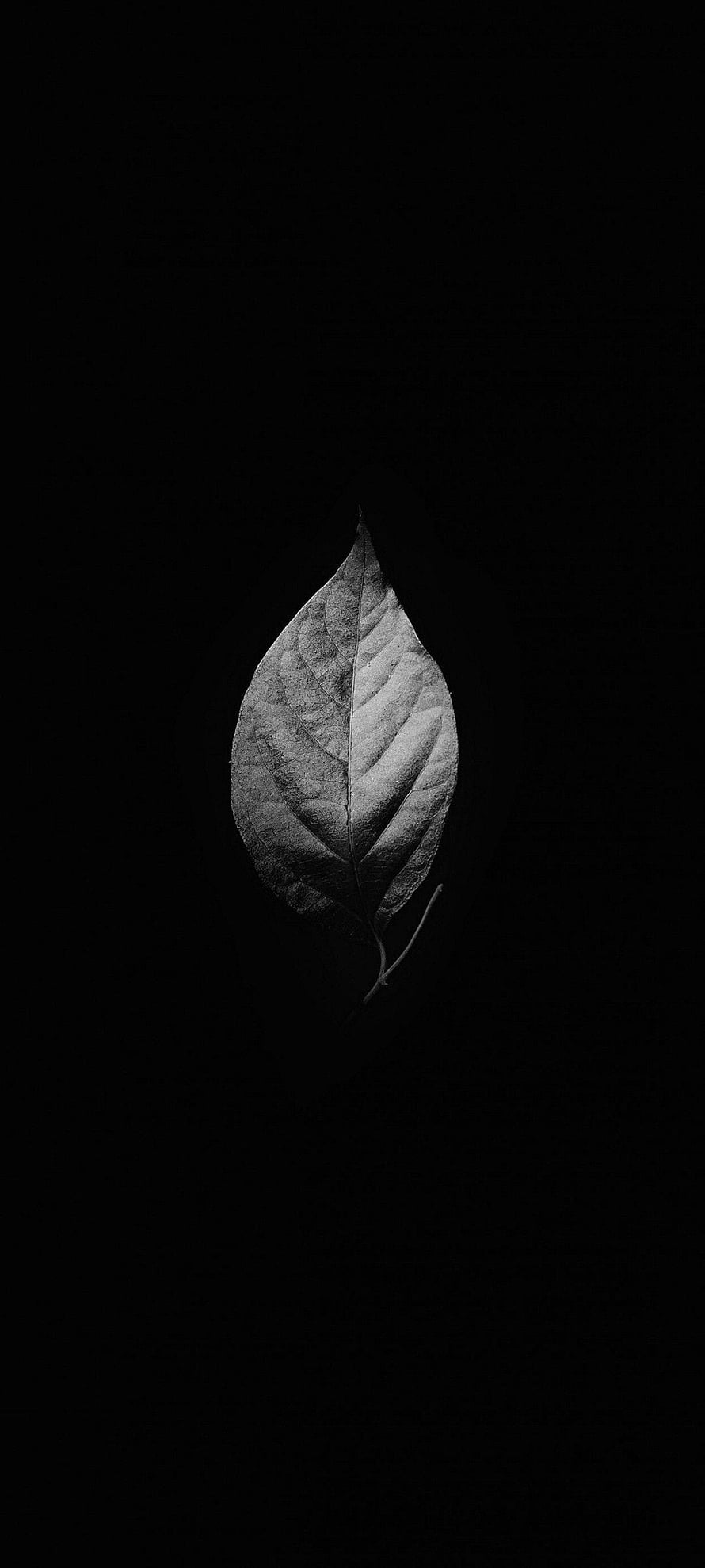 Minimalist Black and White Leaf Photography on Dark Background HD phone wallpaper