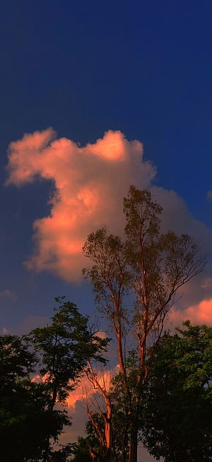 Pink Sunset Clouds Over Silhouetted Trees Against Deep Blue Sky HD phone wallpaper