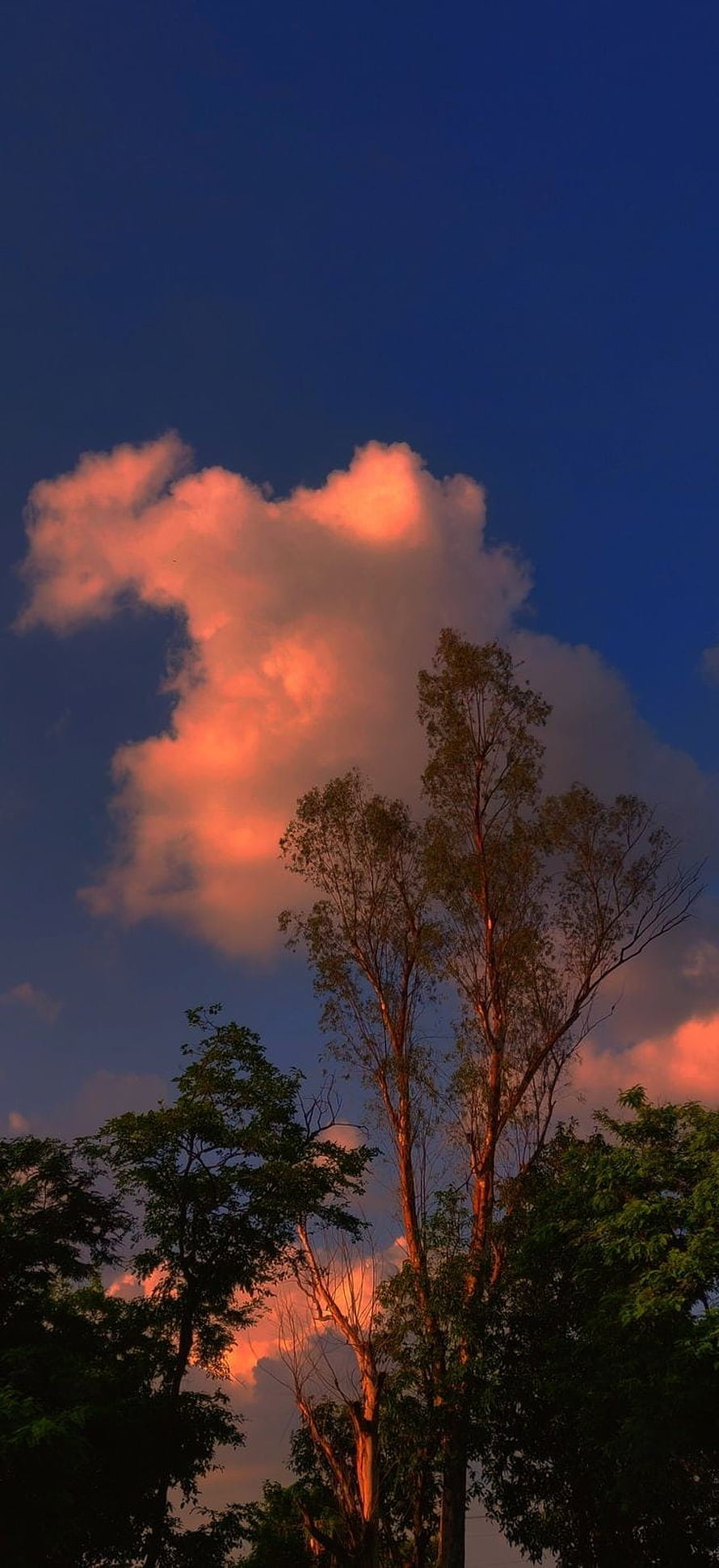 Pink Sunset Clouds Over Silhouetted Trees Against Deep Blue Sky HD phone wallpaper