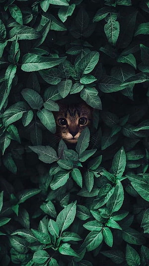 Curious Tabby Cat Peeking Through Dense Green Foliage and Lush Leaves HD phone wallpaper
