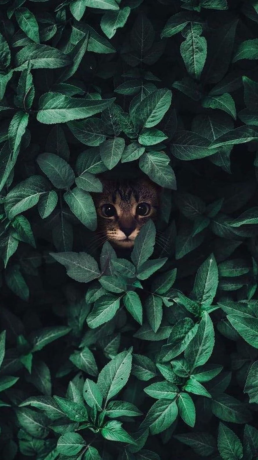 Curious Tabby Cat Peeking Through Dense Green Foliage and Lush Leaves HD phone wallpaper