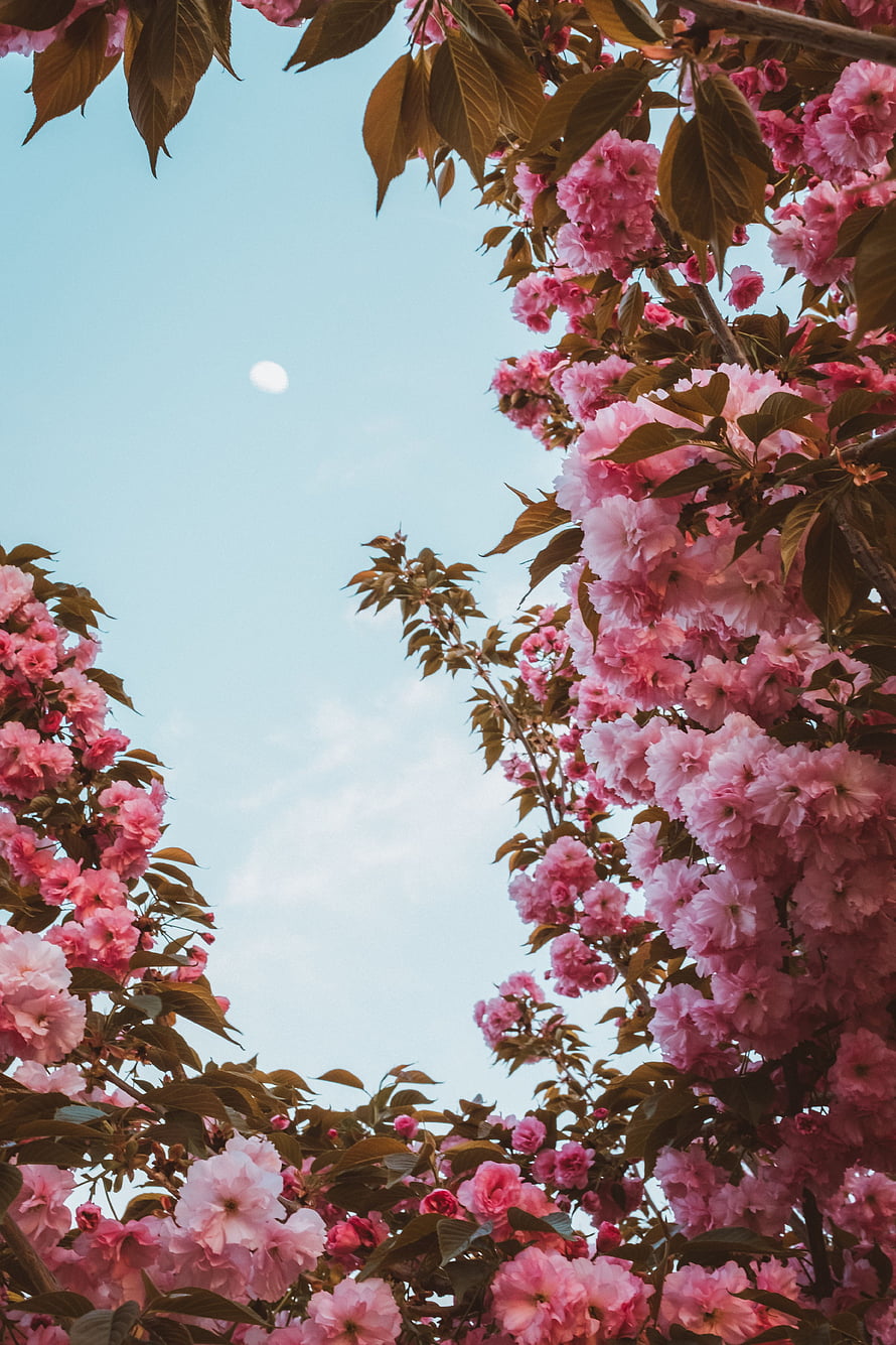 Pink Cherry Blossoms Framing The Moon In A Clear Blue Sky HD phone wallpaper