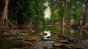 Serene Cypress Swamp River with Mossy Rocks and Lush Green Forest Reflections HD wallpaper