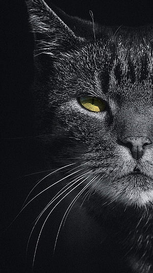 Dramatic Close-Up of a Black Cat with Intense Yellow Eyes Against a Dark Background HD phone wallpaper