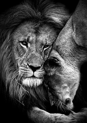 Emotional Black And White Portrait Of Male And Female Lion Resting Together HD phone wallpaper