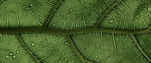Macro Photography of Green Leaf Veins with Water Droplets HD wallpaper