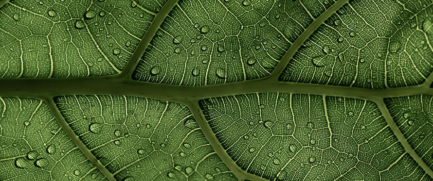 Macro Photography of Green Leaf Veins with Water Droplets HD wallpaper