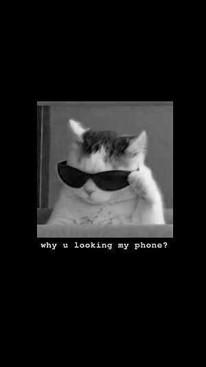 Cool Cat Wearing Sunglasses Meme Wallpaper HD phone wallpaper