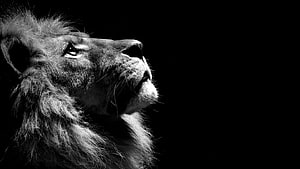 Majestic Black And White Lion Portrait With Dramatic Lighting HD wallpaper