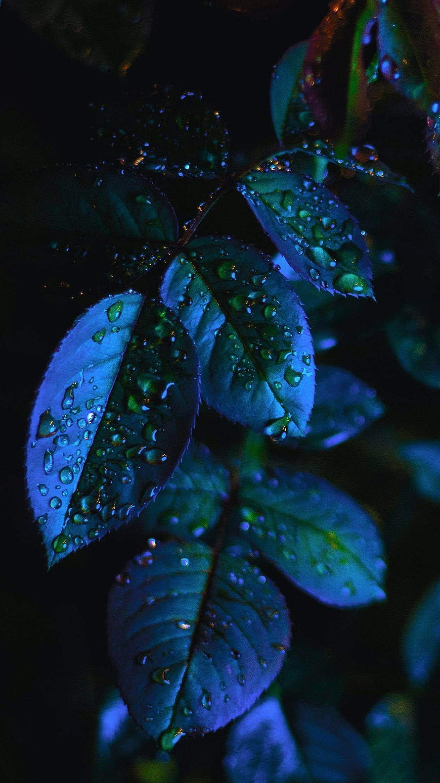 Dark Blue Leaves With Raindrops Macro Photography HD phone wallpaper