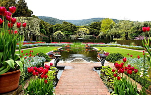 Formal Garden With Red Tulips, Brick Path, and Central Fountain Pond HD wallpaper