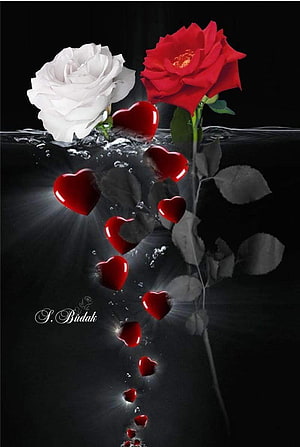 Romantic Red and White Roses with Floating Hearts in Water, Leonardo Flores on Kelebek. Beautiful rose flowers, Beautiful flowers, Very beautiful flowers, Romantic Love Flowers HD phone wallpaper