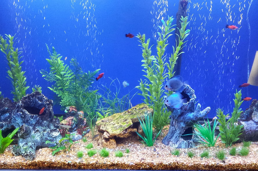 Vibrant freshwater aquarium with red tetras, blue discus, and lush green aquatic plants HD wallpaper
