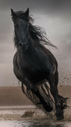 Powerful Black Horse Galloping Through Shallow Water on a Misty Beach HD phone wallpaper