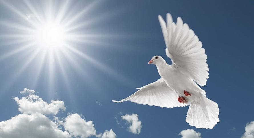 White Dove Soaring Through Blue Sky With Bright Sunburst And Clouds HD wallpaper