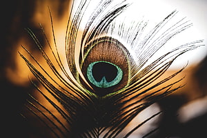 Close-Up of a Peacock Feather with Iridescent Eye Pattern and Golden Background HD wallpaper