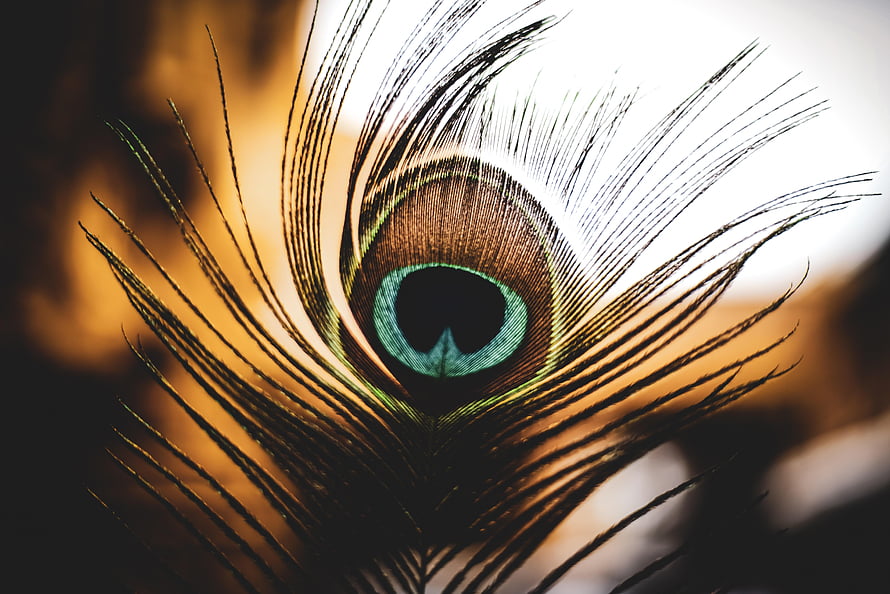 Close-Up of a Peacock Feather with Iridescent Eye Pattern and Golden Background HD wallpaper