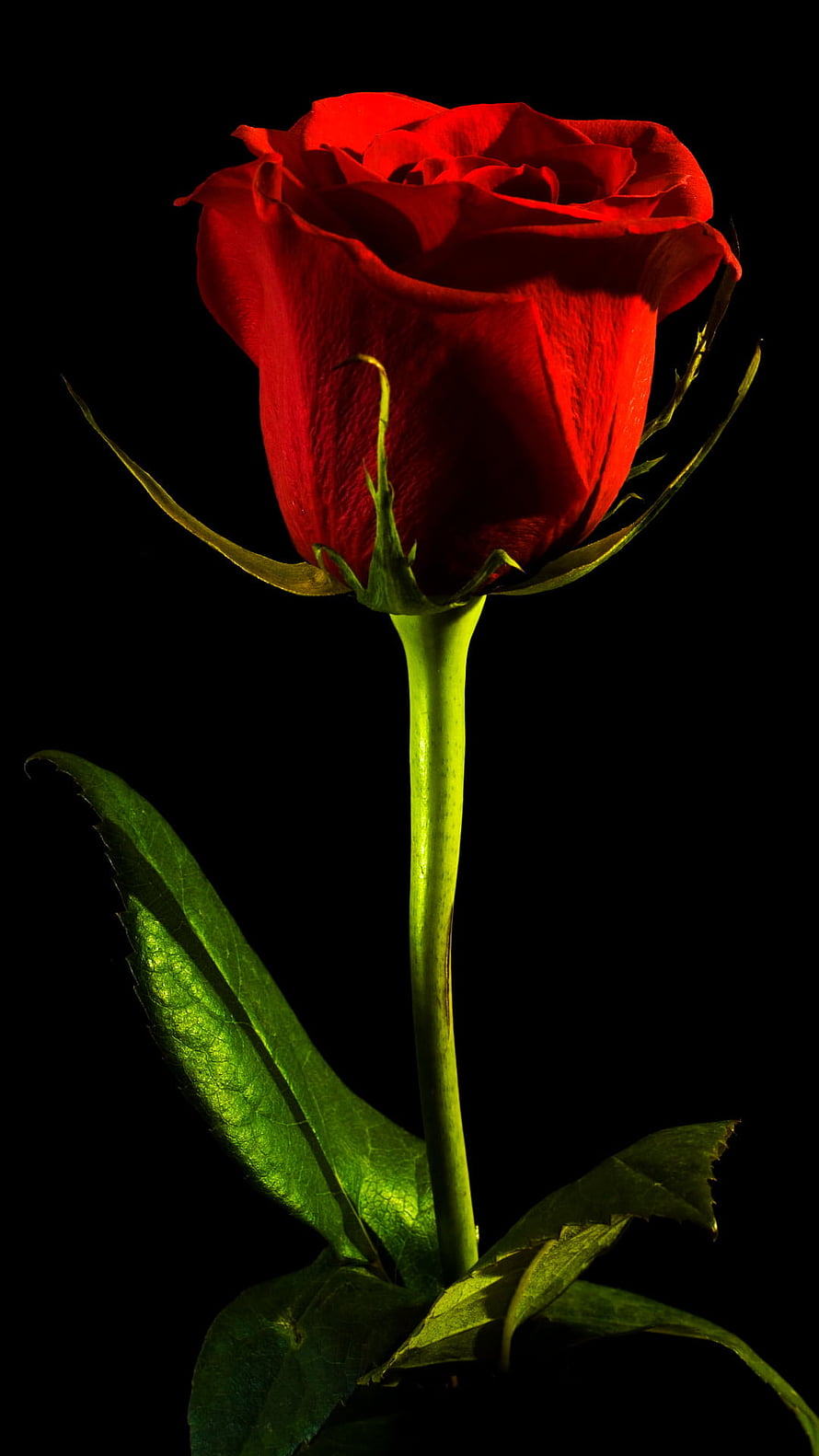 Vibrant red rose with green stem and leaves isolated on a black background HD phone wallpaper