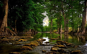 Serene Cypress Swamp Landscape With Mossy Rocks And Reflective Waters HD wallpaper