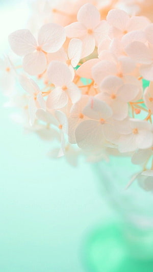 Soft White Hydrangea Flowers on Mint Green Background HD phone wallpaper