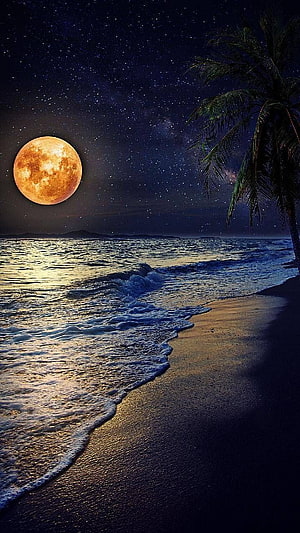 Full Moon Over Tropical Beach with Palm Tree and Starry Night Sky HD phone wallpaper