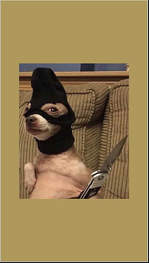 Funny Chihuahua Wearing Black Ski Mask Holding Knife HD phone wallpaper