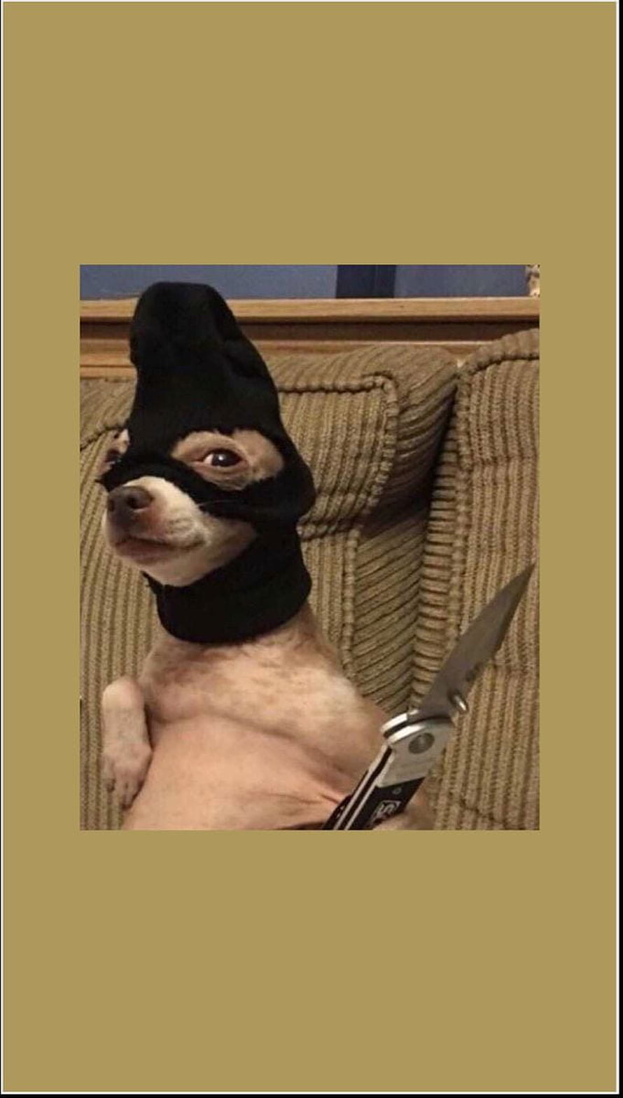 Funny Chihuahua Wearing Black Ski Mask Holding Knife HD phone wallpaper