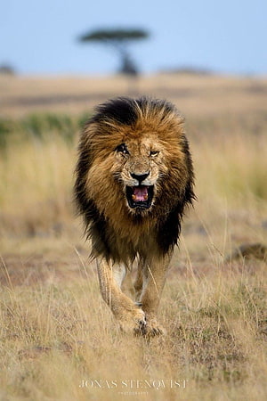 Majestic Male Lion Roaring in the Golden Grasslands of the Masai Mara HD phone wallpaper