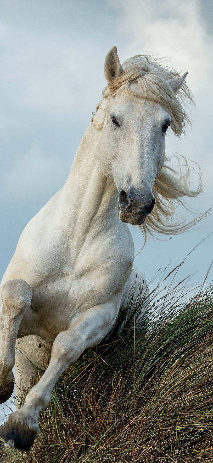 Majestic White Horse Galloping Through Tall Grass Under a Cloudy Sky HD phone wallpaper