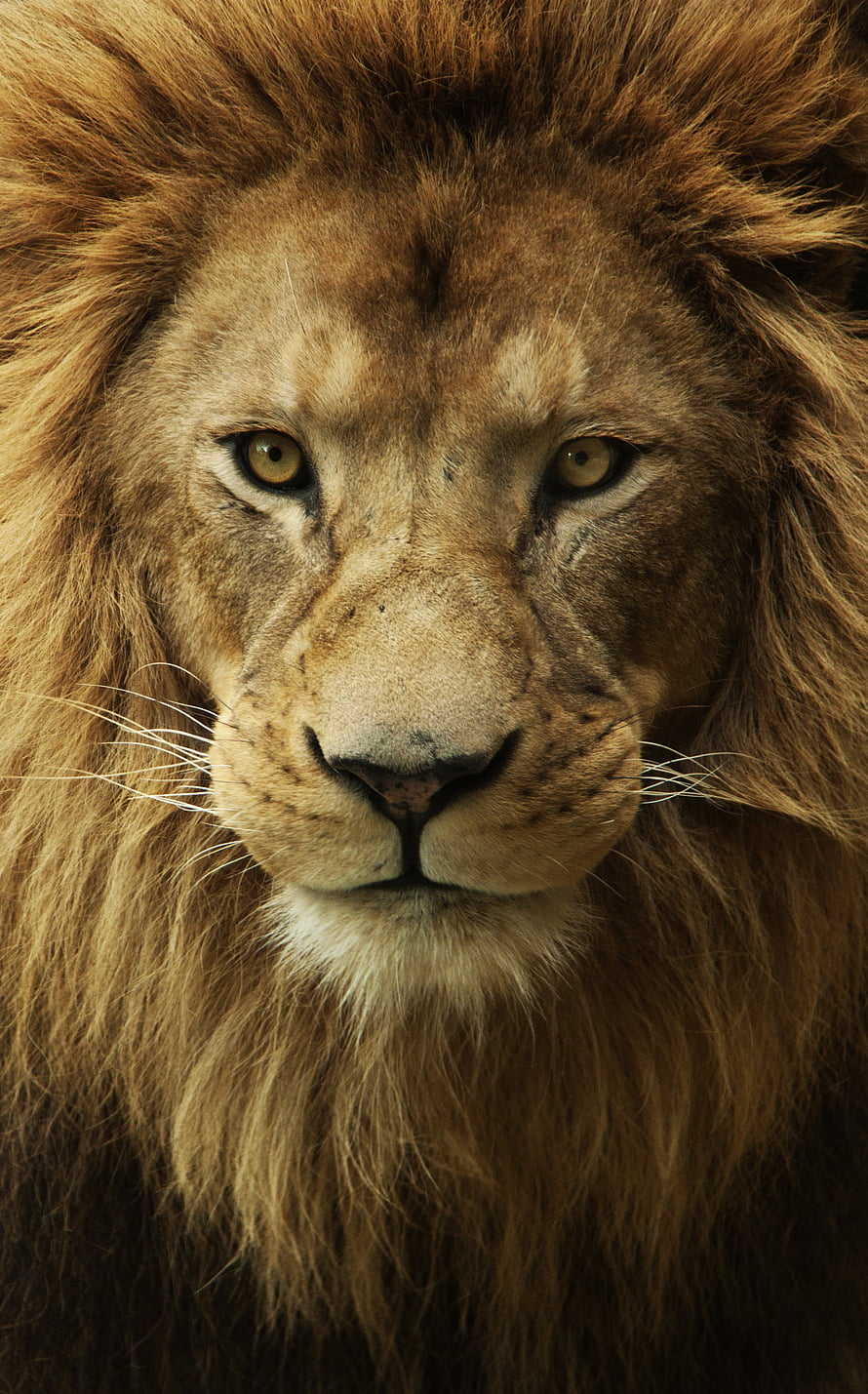 Majestic Male Lion Close-Up Portrait With Intense Golden Eyes And Full Mane HD phone wallpaper