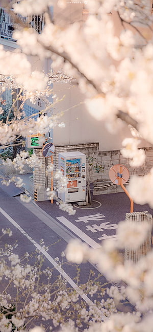 Cherry Blossoms Framing a Japanese Street Vending Machine in Spring HD phone wallpaper