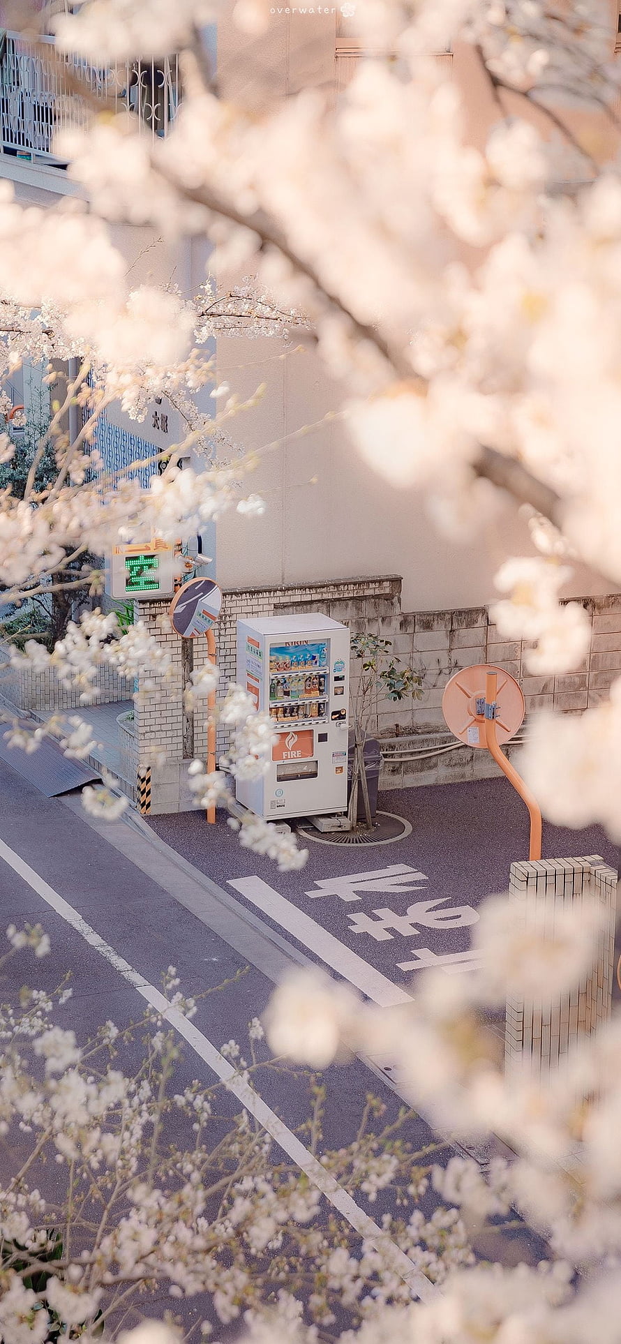 Cherry Blossoms Framing a Japanese Street Vending Machine in Spring HD phone wallpaper